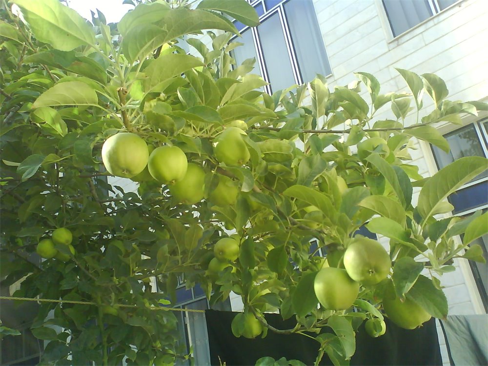 محصول تستی10