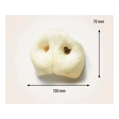 تشویقی سگ دماغ خوک خشک شده تریکسی Trixie pig snout